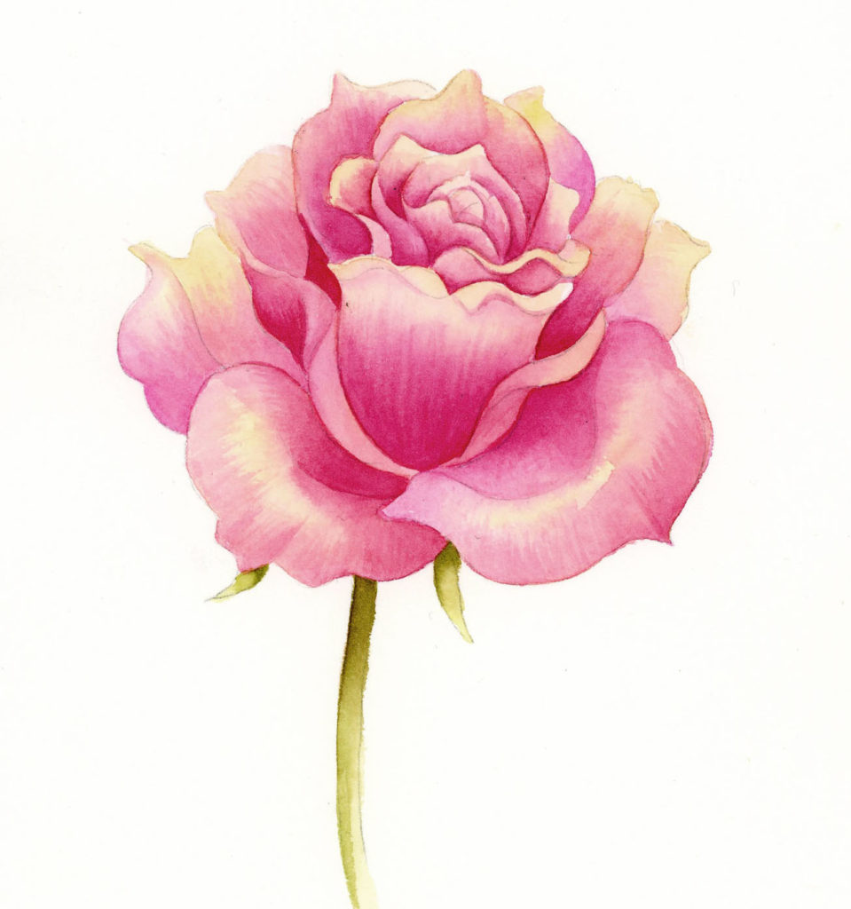 透明水彩絵の具で薔薇を塗る【動画付】│幻想画家・奥田みき公式サイト
